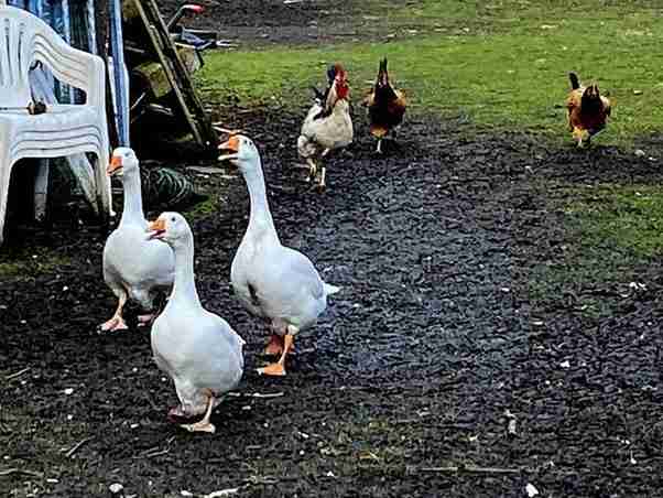 Several geese walking through mud