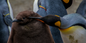 Mother penguin looking after baby penguin