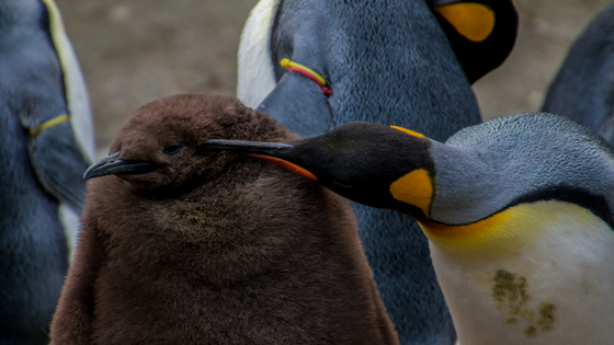 Mother penguin looking after baby penguin