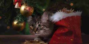 Kitten under Christmas tree