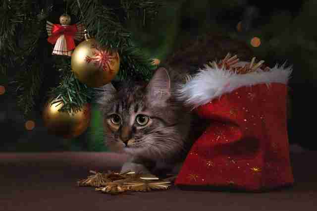 Kitten under Christmas tree