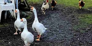 Several geese walking through mud