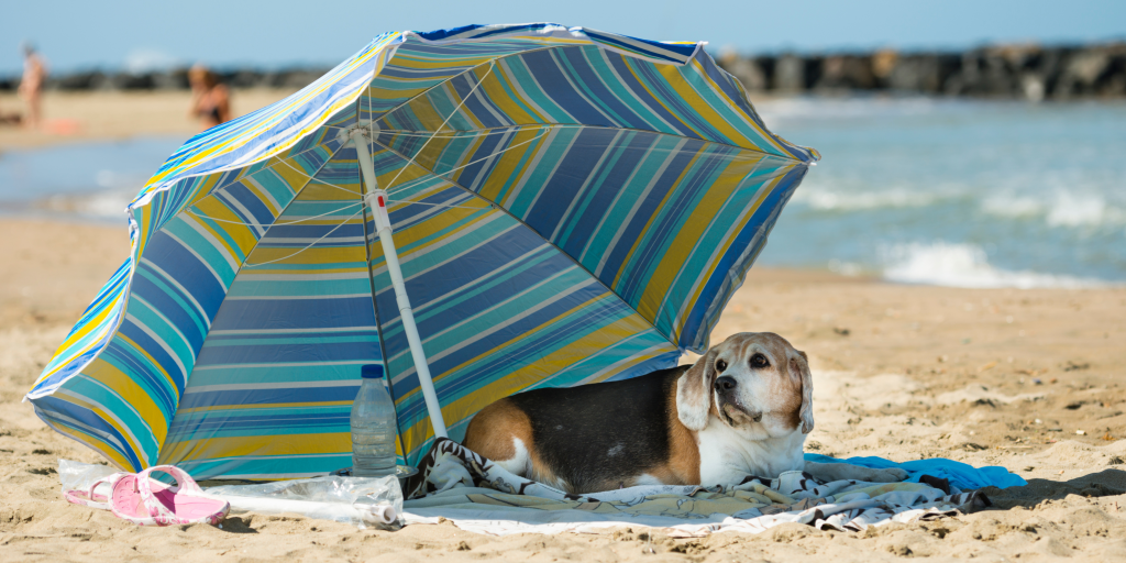 How to protect yourself in a heatwave